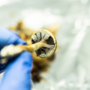 Arizona Passed Budget Bill to Fund Psilocybin Research | Mr. Cannabis Law
