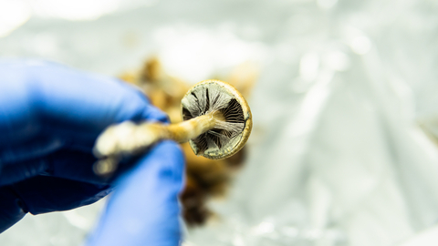 Arizona Passed Budget Bill to Fund Psilocybin Research | Mr. Cannabis Law
