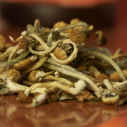 Arizona Awarding $5M in Grant Money for Psilocybin Clinical Trials - Mr. Cannabis Law