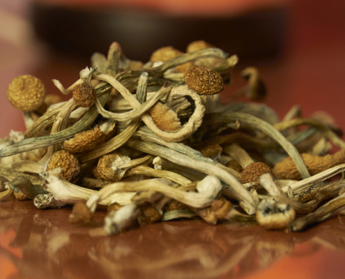 Arizona Awarding $5M in Grant Money for Psilocybin Clinical Trials - Mr. Cannabis Law