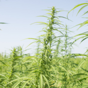 Florida Hemp Business - Mr. Cannabis Law