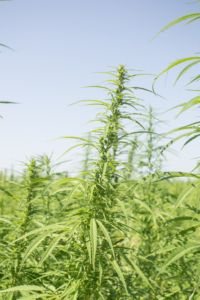 Florida Hemp Business - Mr. Cannabis Law