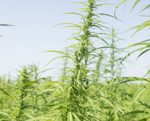 Florida Hemp Business - Mr. Cannabis Law